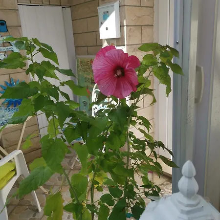 Eva Oliva Appartement Makarska