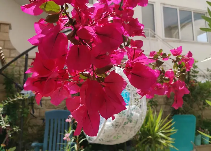 Eva Oliva דירה *