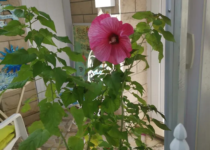 Eva Oliva Lejlighed Makarska